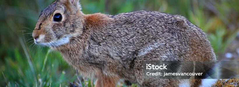 wild rabbit closeup wild rabbit closeup